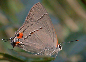 Gray Hairstreak